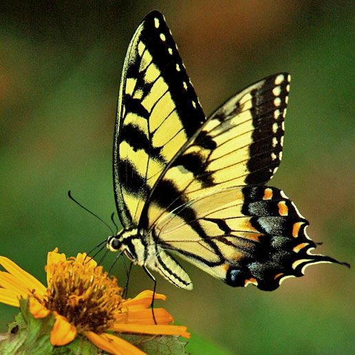 yellow and black butterfly