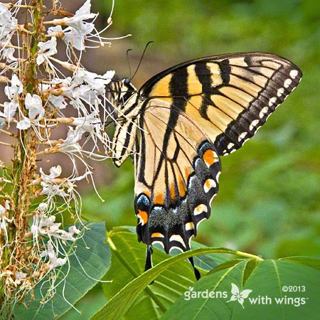 yellow-black butterfly feeding on white flower