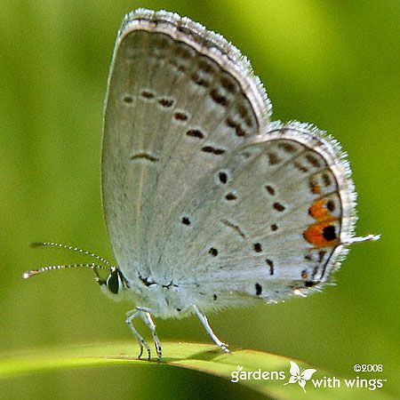 tiny white butterfly