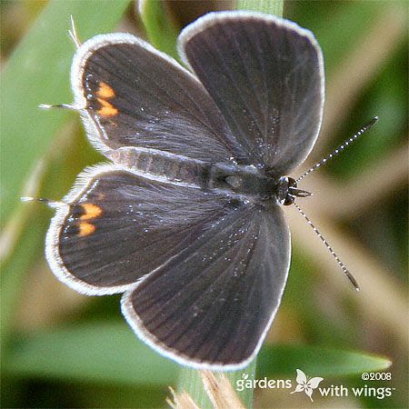 grey butterfly with orange spots