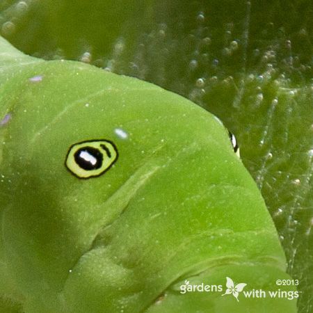 green caterpillar with eye spot