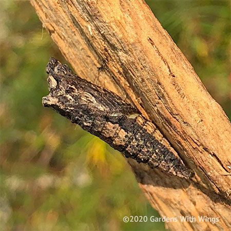 brown chrysalis suspended by silk