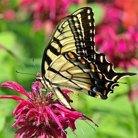 yellow underside butterfly wings with black stripes and edges