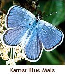 small blue butterfly