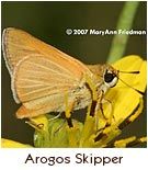 Endangered Butterfly - Arogos Skipper
