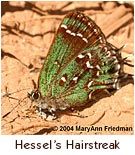 Endangered Butterfly - Hessel's Hairstreak