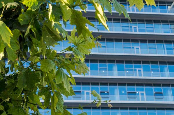 eco friendly building2 | Gardens with Wings Green tree leaves in the foreground with a modern glass office building in the background.