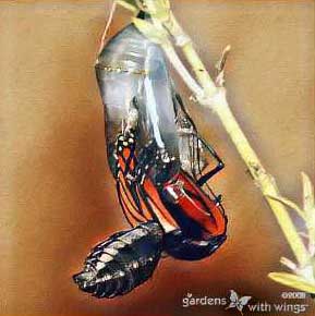 orange and black butterfly emerging from chrysalis