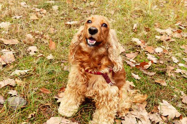 english cocker spaniels | Gardens with Wings Cocker spaniel with a red collar sitting on grass among fallen autumn leaves.