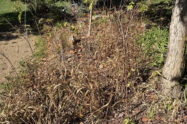 fall cleanup | Gardens with Wings Dry, brown ornamental grasses and weeds in a sunlit garden bed beside a tree.