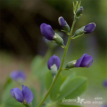 blue-purple buds on shrub