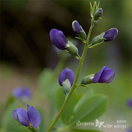 small purple buds on False Indigo bush