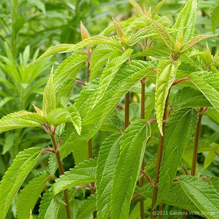 False Nettle