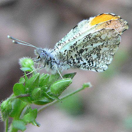 Falcate Orangetip