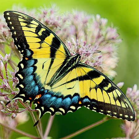 yellow butterfly with black stripes and blue dots