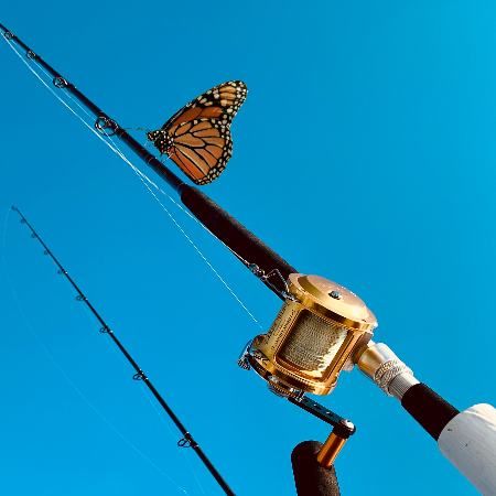 fishing rod monarch | Gardens with Wings
