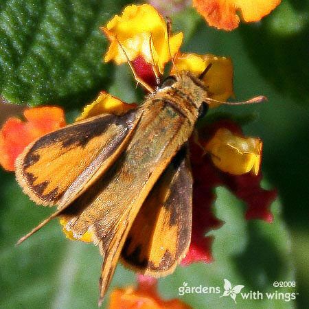 Fiery Skipper