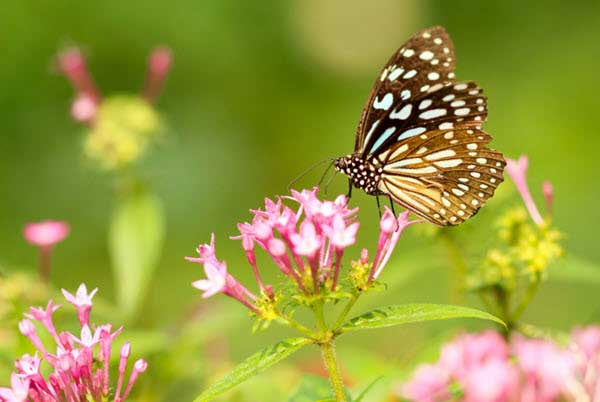 Butterfly with brown wings and white spots resting on pink flower clusters in a sunny garden.