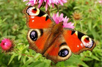 Butterfly Gardens: How Flowers Can Bring Magic to Your Backyard