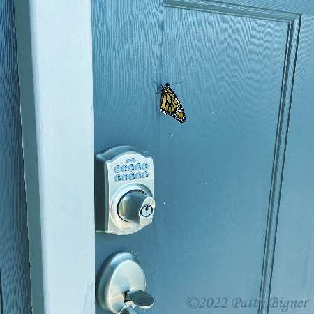 butterfly on house front door