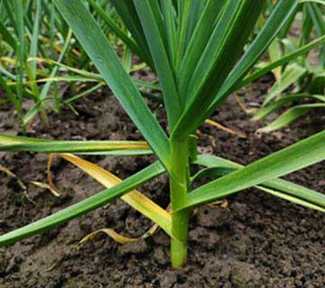 Companion Planting With Garlic: Protecting Pollinator Gardens Naturally