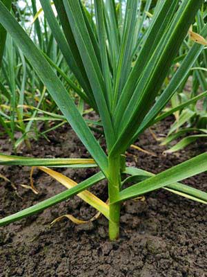 Close-up of a green plant with long strap-like leaves emerging from a central stem in dark soil.