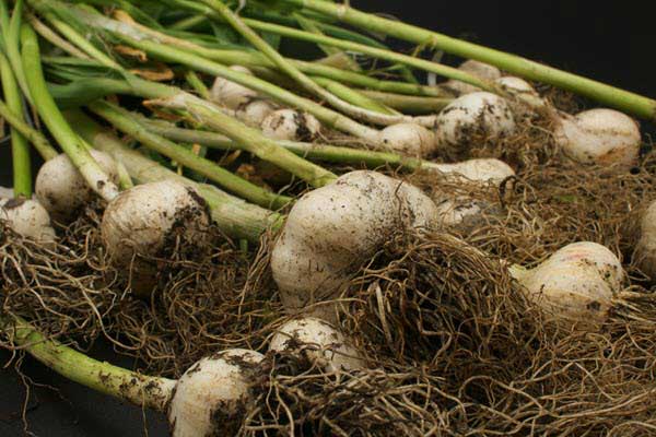 Fresh spring onions with white bulbs, green stalks, and soil clinging to the roots.