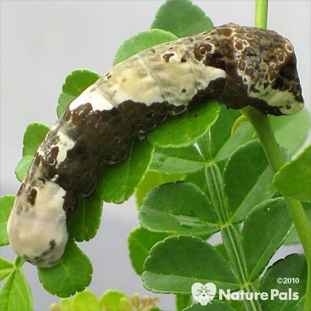 giant swallowtail - bird poop caterpillar