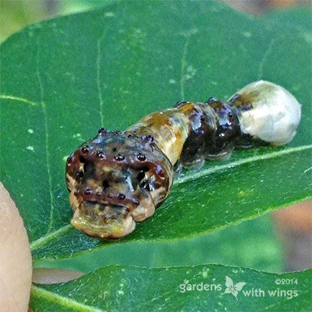 small brown butterfly caterpillar with white spots