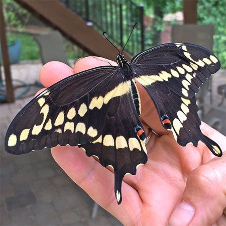 huge black butterfly with yellow spots and lines
