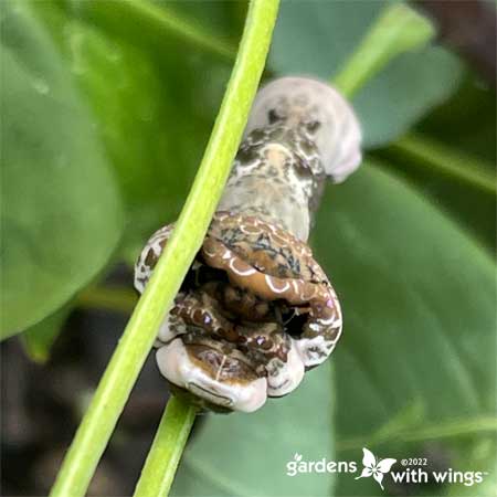 brown and white caterpillar