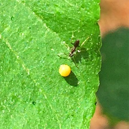 ant next to yellow butterfly egg