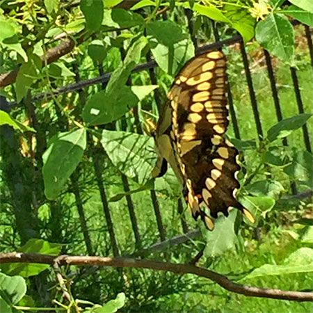 black female butterfly with yellow stripes laying eggs