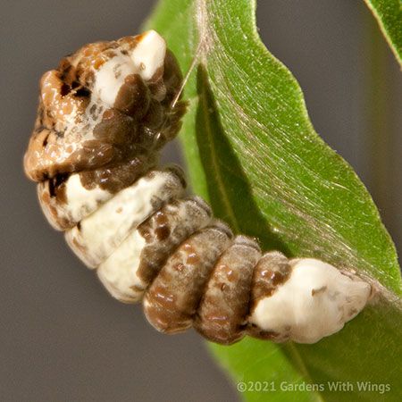 brown and tan caterpillar pupating