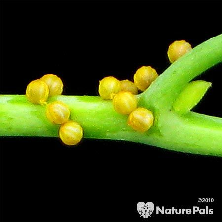 Round Yellow Eggs on Green Stem