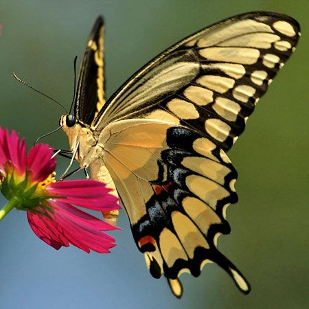 large butterfly yellow wings with black edges, blue and red patterns