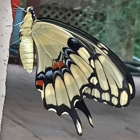 yellow and black butterfly and yellow thorax