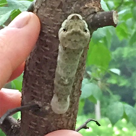 brown caterpillar resembling branch