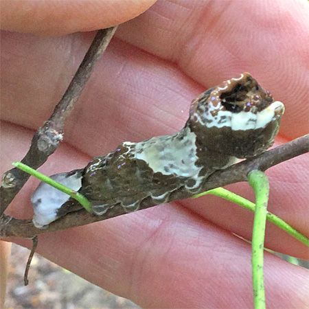 brown and cream larva resembling bird droppings