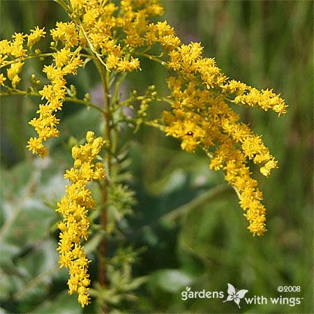 small yellow flower clusters on branch