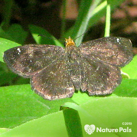 Golden-headed Scallopwing