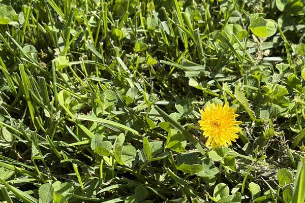 grass weeds | Gardens with Wings grass and dandelion