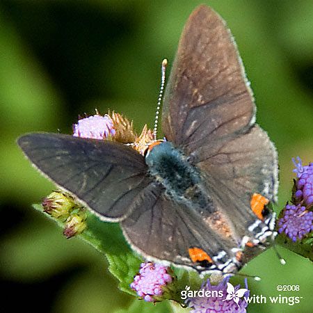 grey wing butterfly with blue body and two orange dots