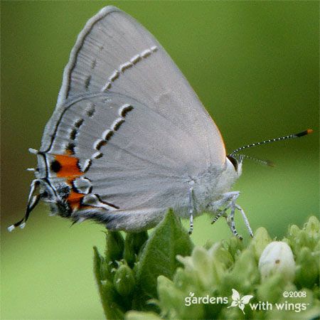 light gray butterfly with black spots and red circle
