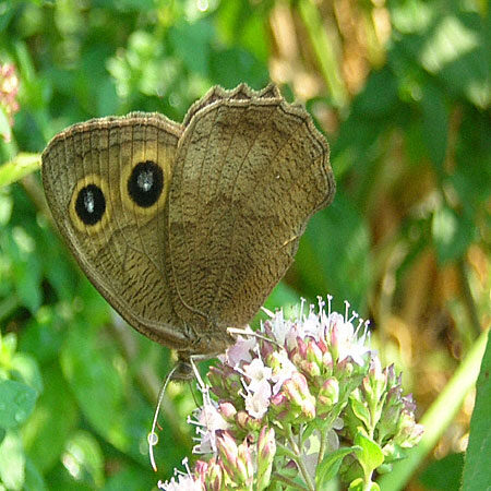 Great Basin Wood Nymph