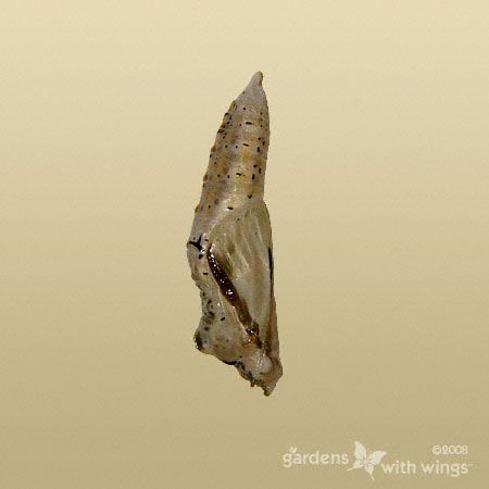 Great Southern White Chrysalis