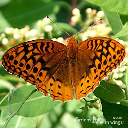 Great Spangled Fritillary