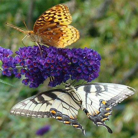 orange and brown butterfly with a yellow and black butterfly