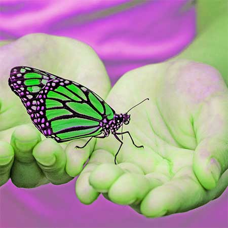 butterfly with green and brown wings in hands of person wearing a pink shirt