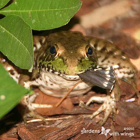 brown and green frog eating a black butterfly